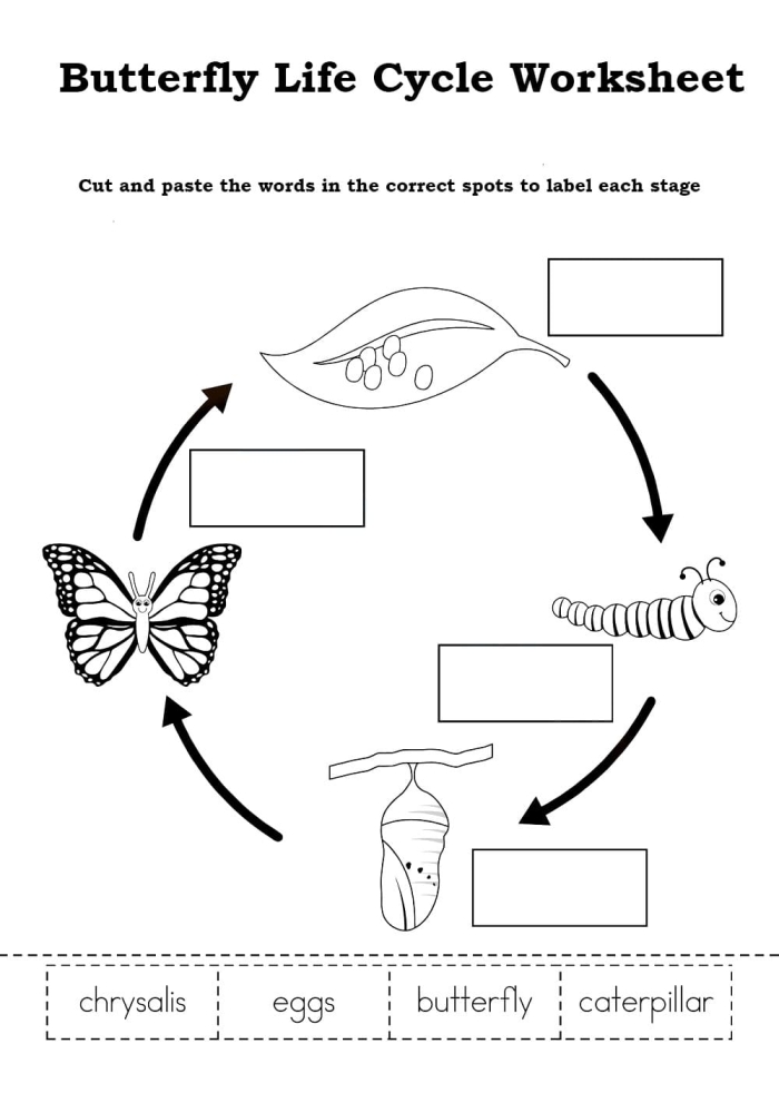 ALT text for a second-grade worksheet on the life cycle of a butterfly, illustrating the four stages of development.