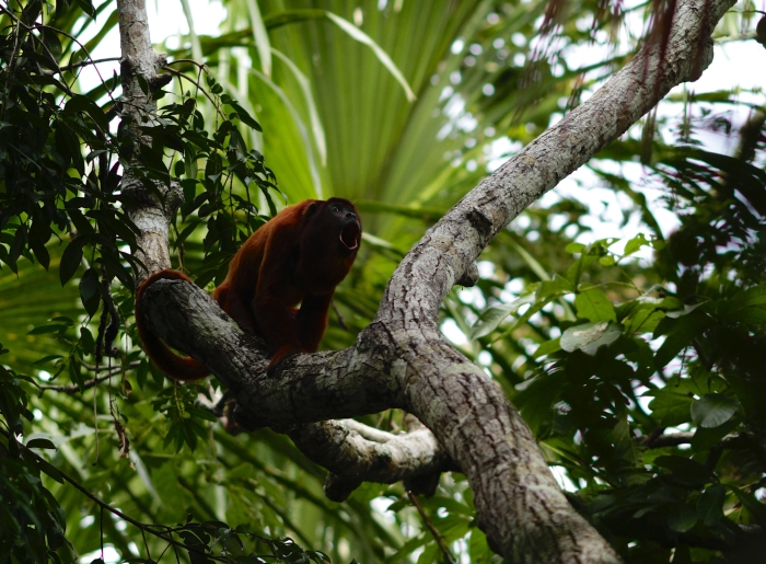 Fact or Opinion: Howler Monkeys worksheet for data and graphing activities Worksheet for second graders on facts and opinions featuring howler monkeys
