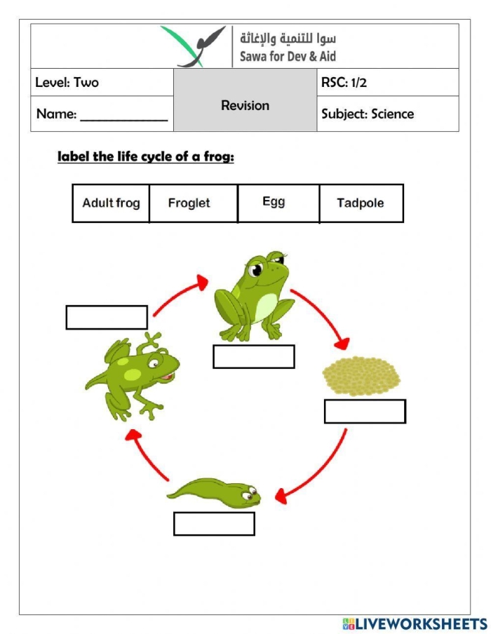 Second grade student completing a cut and paste frog life cycle counting activity