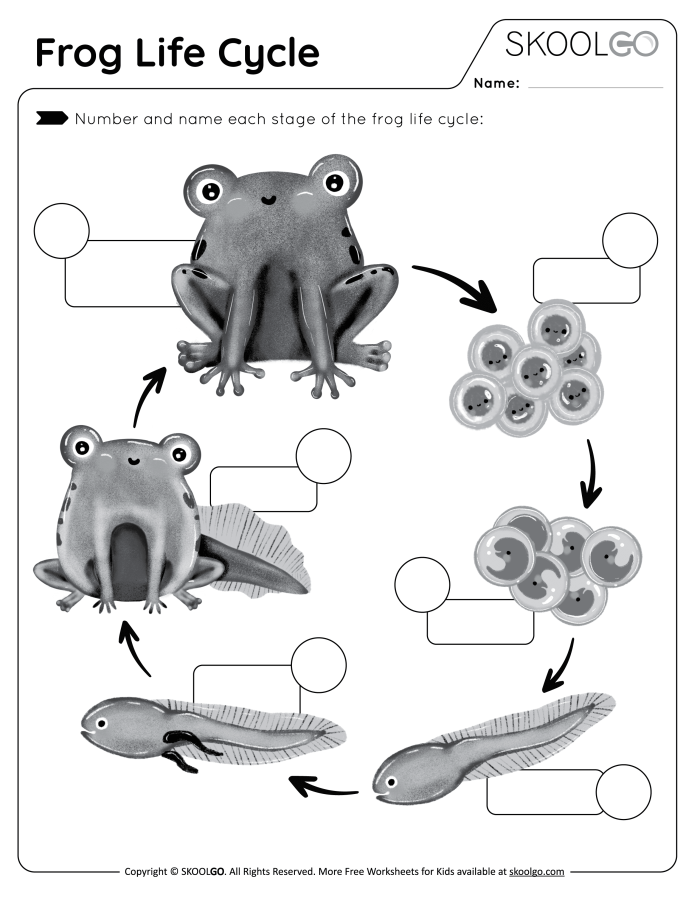 Second grade student cutting and pasting a frog life cycle diagram to practice counting and biology