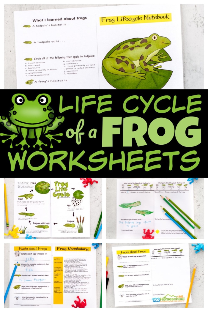 Life Cycle of a Frog Worksheet for Second Grade Science Diagram illustrating the life cycle stages of a frog for educational purposes