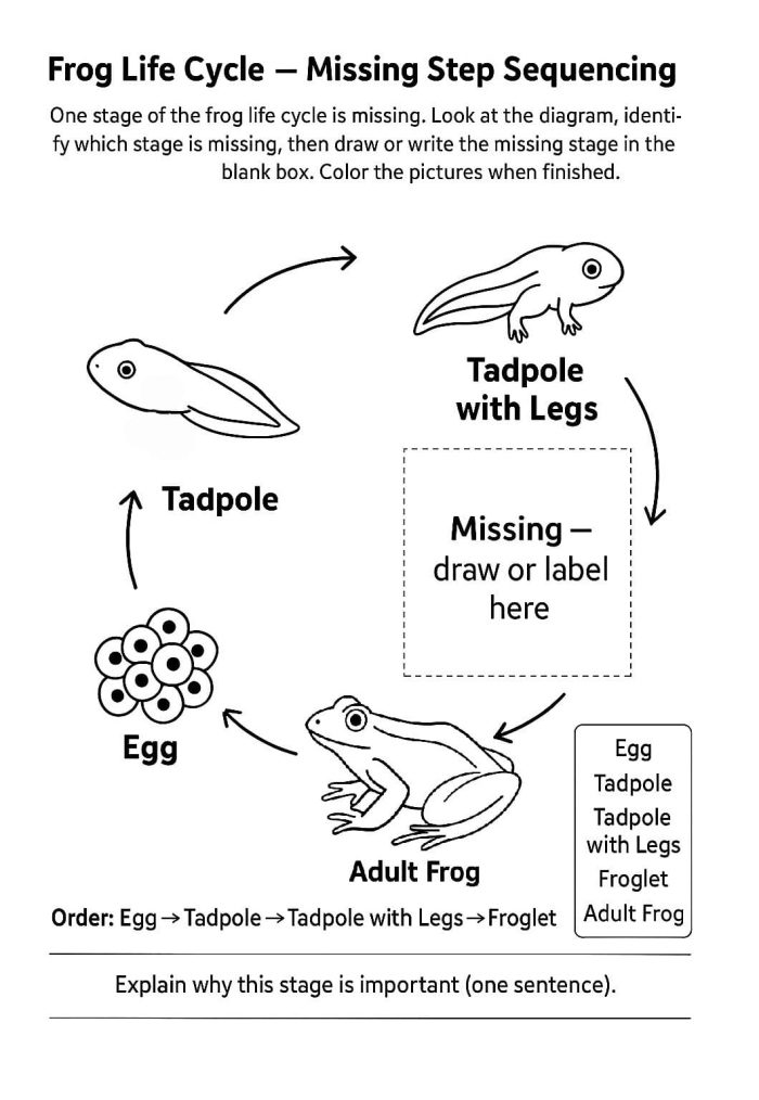 Life Cycle of a Frog Worksheet for Second Grade Physical Science Diagram illustrating the stages of a frog's life cycle for educational use