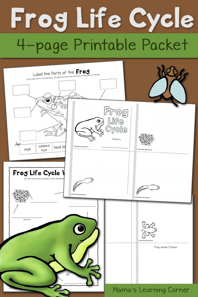 Life Cycle of a Frog Worksheet - Diagram 14 Diagram illustrating the life cycle stages of a frog for educational purposes