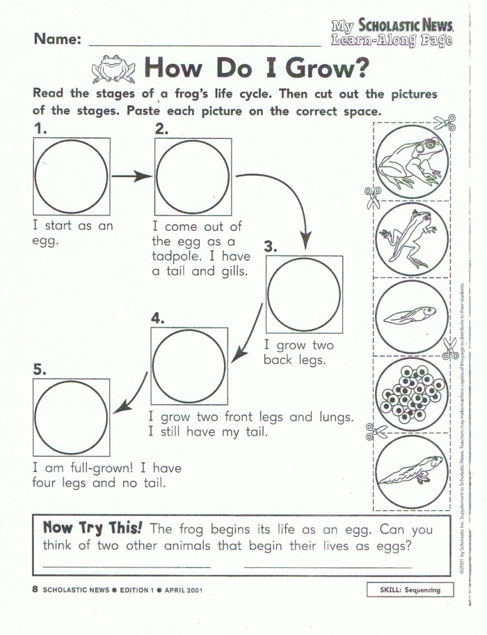 Life Cycle of a Frog Worksheet for Second Graders Diagram illustrating the stages of a frog's life cycle for educational purposes