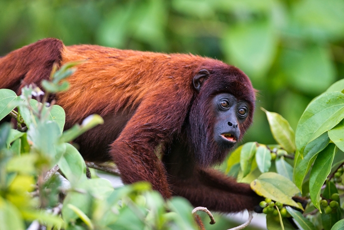 Fact or Opinion: Howler Monkeys worksheet for engaging data and graphing activities Worksheet for second graders to identify facts versus opinions about howler monkeys