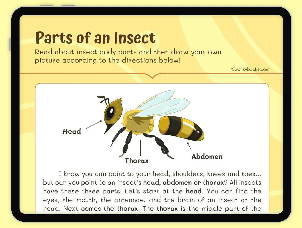 Insect Body Parts Worksheet Image 5 Second grade student worksheet for labeling the different anatomy sections of an insect