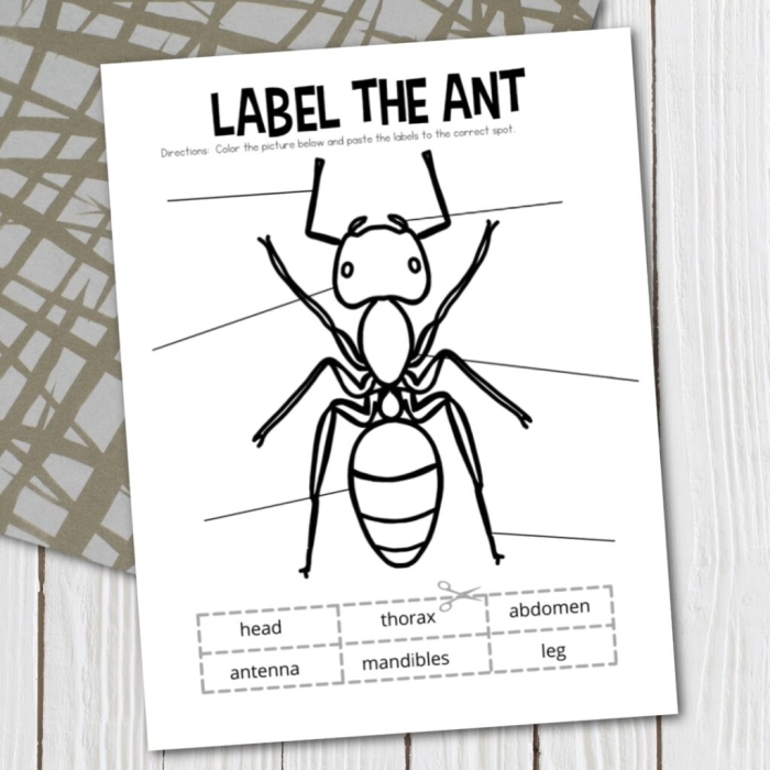 Insect Body Parts Worksheet for Second Grade Students Second grade science worksheet focusing on identifying various insect body parts