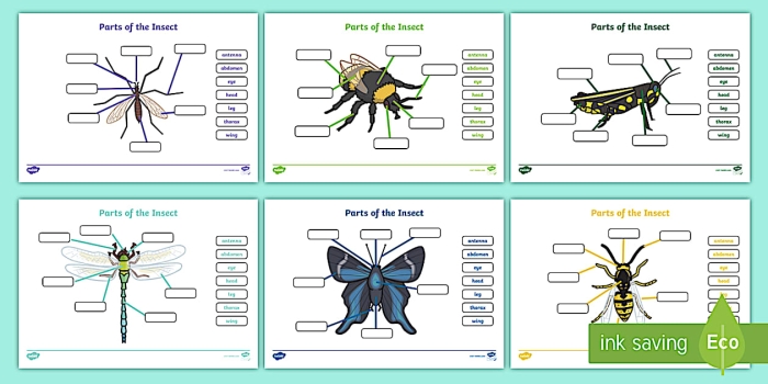 Insect Body Parts Worksheet 25 for Second Grade Science Second grade student filling out a labeled diagram worksheet about insect body parts