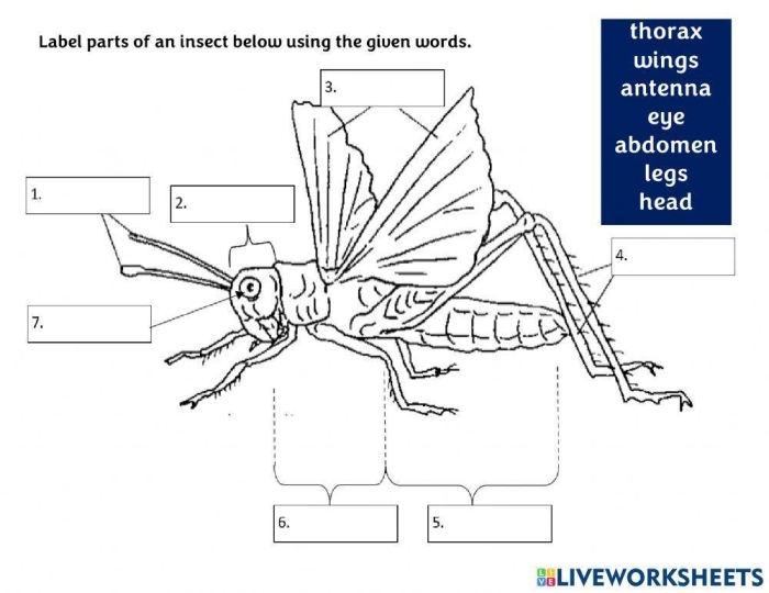 Insect Body Parts Anatomy Worksheet for Grade 2 Science Second grade science worksheet for labeling the head thorax and abdomen of an insect