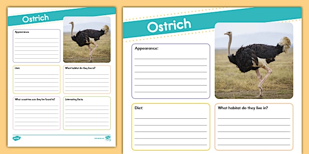Engaging facts about the largest birds in the world for learning time and money skills Detailed worksheet featuring fascinating facts about ostriches for second graders