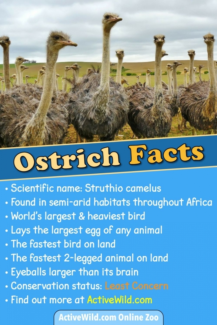 Image title: Discover the incredible world of ostriches with this informative worksheet ALT text: Engaging worksheet featuring fascinating facts about ostriches for second graders