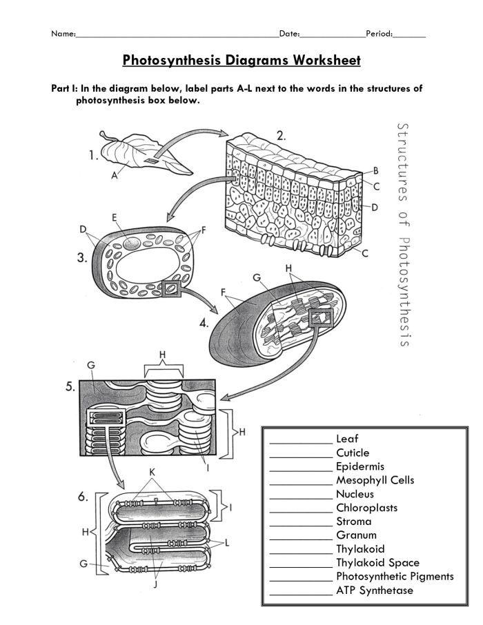 Worksheet for second graders on the topic of photosynthesis with fill-in-the-blank activities