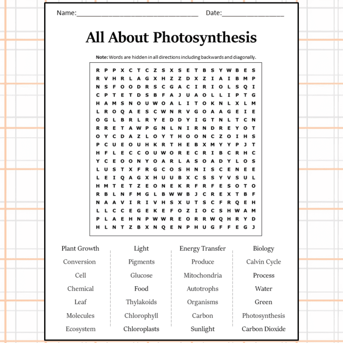 Second grade life science worksheet about how plants use photosynthesis with fill-in-the-blank sentences