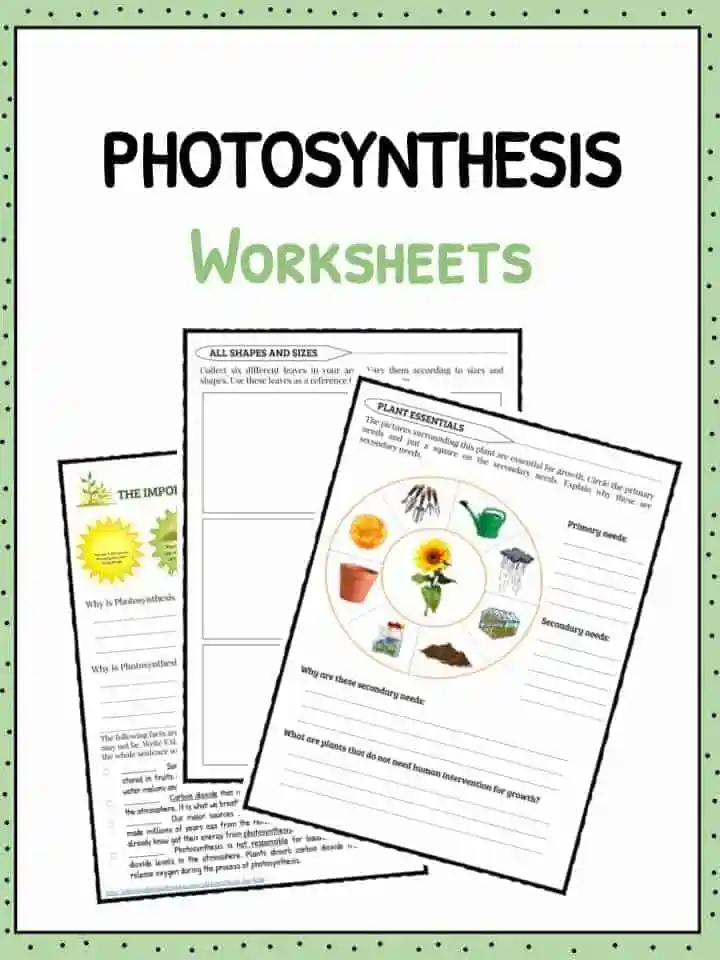 Second grade life science worksheet explaining the process of photosynthesis with fill-in-the-blank questions