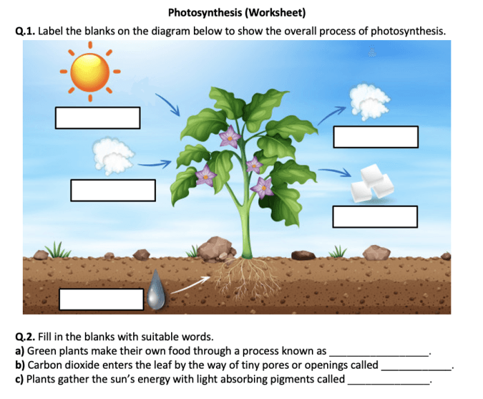 Second grade life science worksheet about how plants perform photosynthesis featuring fill-in-the-blank questions