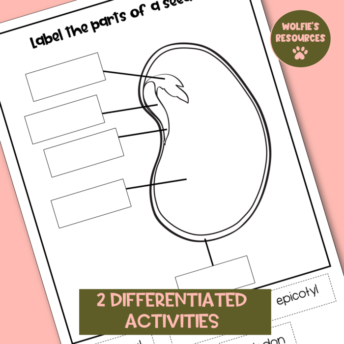 Educational resource for identifying seed parts in a fractions lesson Diagram illustrating the parts of a seed for a second-grade worksheet