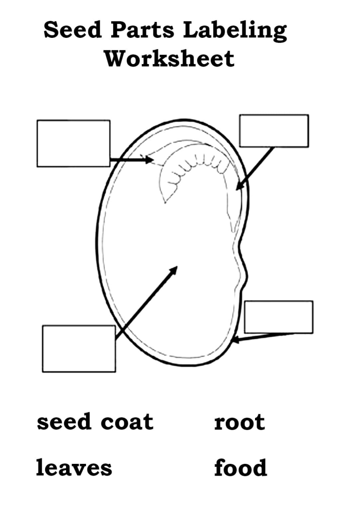 Parts of a Seed Worksheet for Second Grade Science Learning Illustration of a two-page worksheet for second graders focusing on identifying parts of a seed