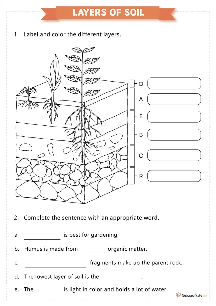 Worksheet for second graders about the layers of soil and their inhabitants Illustration of the layers of soil with labeled sections for educational purposes