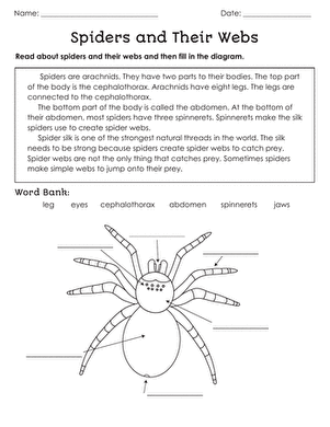 Grammar and Mechanics worksheet for Second Grade Colorful worksheet for second graders about spiders and their webs, featuring an anatomical diagram to fill in. Engaging Spiders and Their Webs worksheet for young learners to enhance their nonfiction comprehension skills.