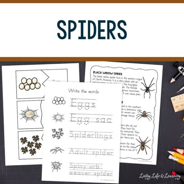 Grammar and Mechanics worksheet for Second Grade Informative worksheet for second graders on spiders and their webs, featuring a fill-in diagram for anatomical terms. Educational resource on spider anatomy for young scientists in second grade.