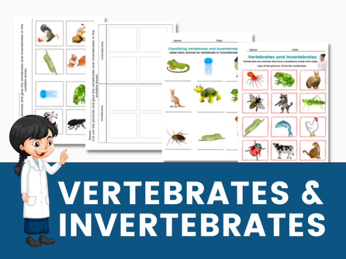 Second grade science worksheet for identifying vertebrate and invertebrate animals