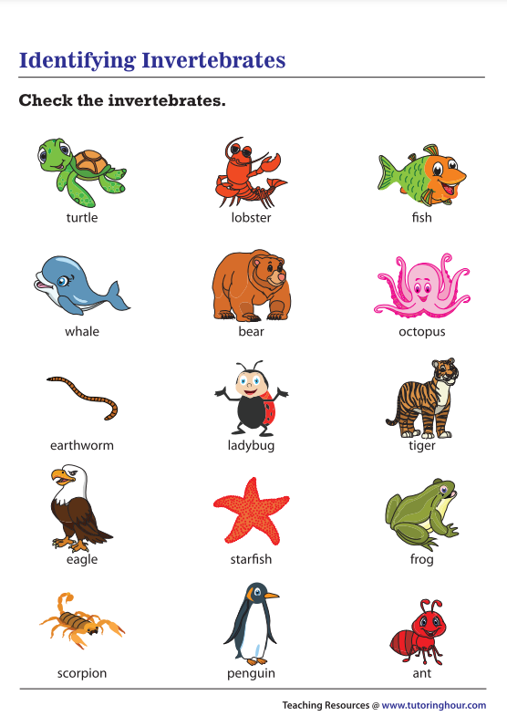 Worksheet featuring vertebrates and invertebrates for second graders to explore spine-related creatures. Educational image for a second-grade lesson on vertebrates and invertebrates.