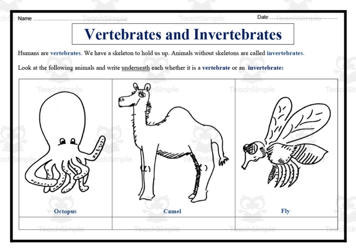 Vertebrates and invertebrates worksheet for second graders featuring a variety of animals