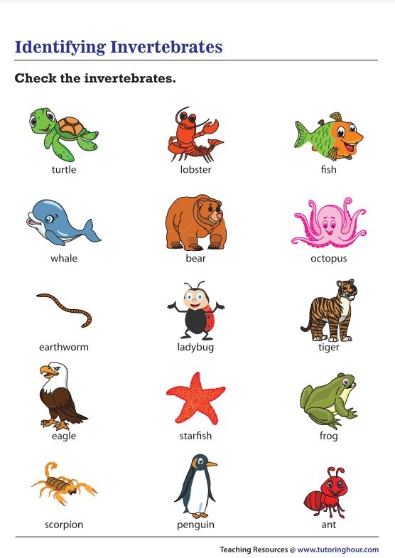 Worksheet for second graders on vertebrates and invertebrates featuring engaging illustrations
