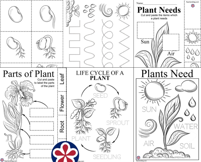 Fifth grade science worksheet diagram illustrating the anatomical parts of a seed