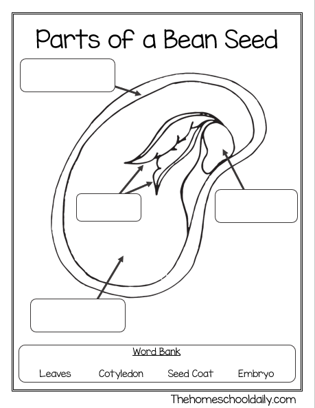 Fifth grade science worksheet diagram illustrating the anatomical parts of a seed for students