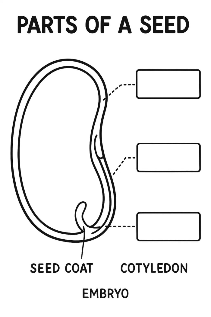 Labeled diagram showing the internal and external parts of a seed for fifth grade biology students
