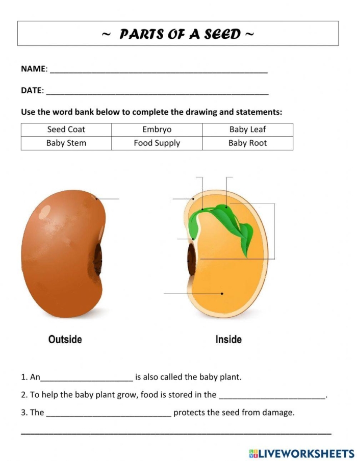 Diagram showing the internal and external structures of a seed with labeled parts for fifth grade students learning botany