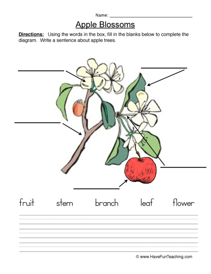 Labeled diagram showing the internal and external structures of a seed for fifth grade science students