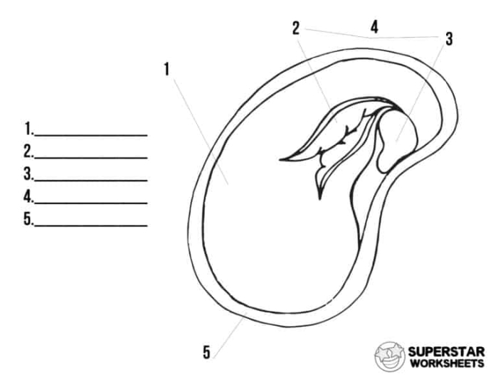 Fifth grade science worksheet diagram illustrating the anatomical parts of a seed