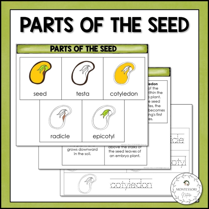 Fifth grade science diagram identifying the parts of a seed for worksheet 16