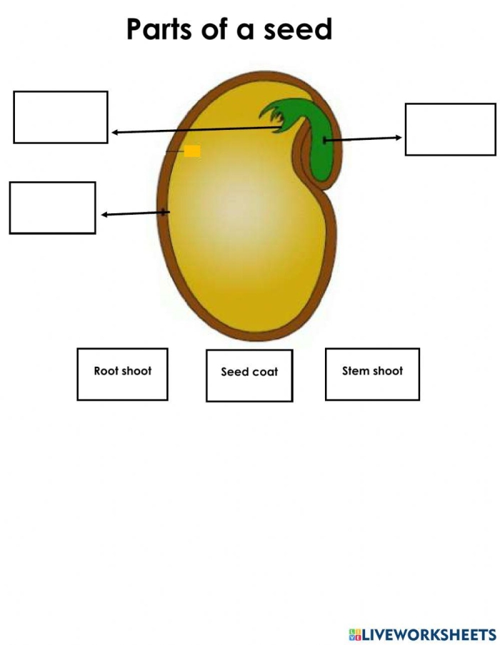 Labeled diagram showing the internal and external structures of a seed for fifth grade students learning botany