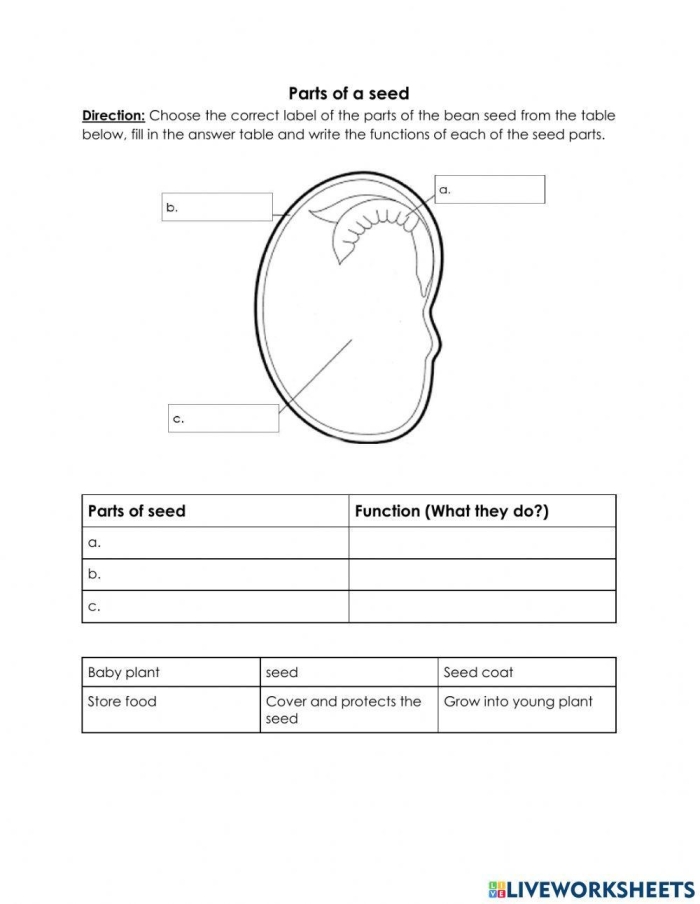 Labeled diagram showing the internal and external structures of a seed with parts identified for fifth grade students