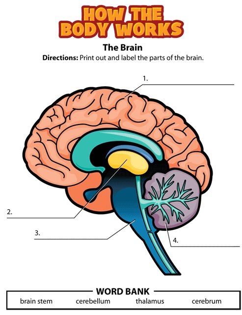 Detailed illustration of the sensory nervous system for sixth graders studying life science concepts. Educational worksheet titled "The Nervous System: Part 1" for exploring anatomy and physiology.
