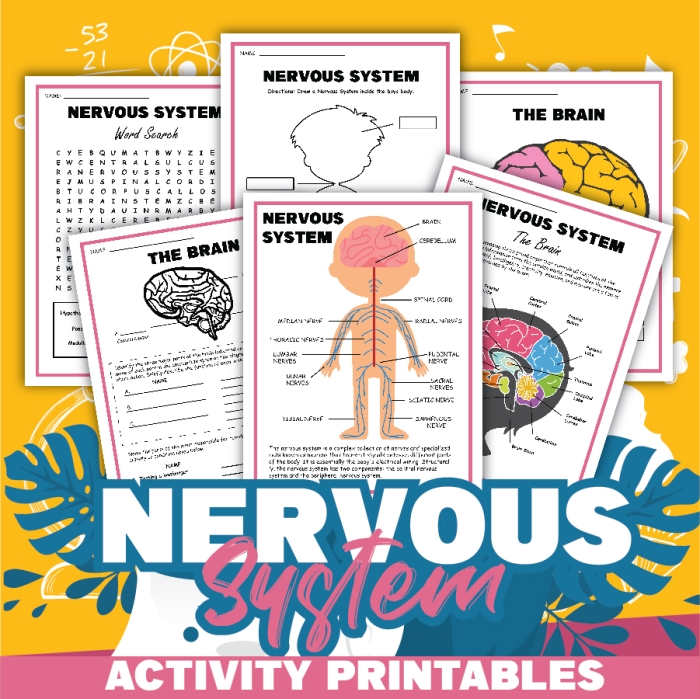 Sixth grade students labeling diagrams of sensory neurons on The Nervous System Part 1 worksheet