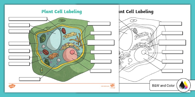 Label the Animal Cell Level 1 worksheet for sixth grade science students