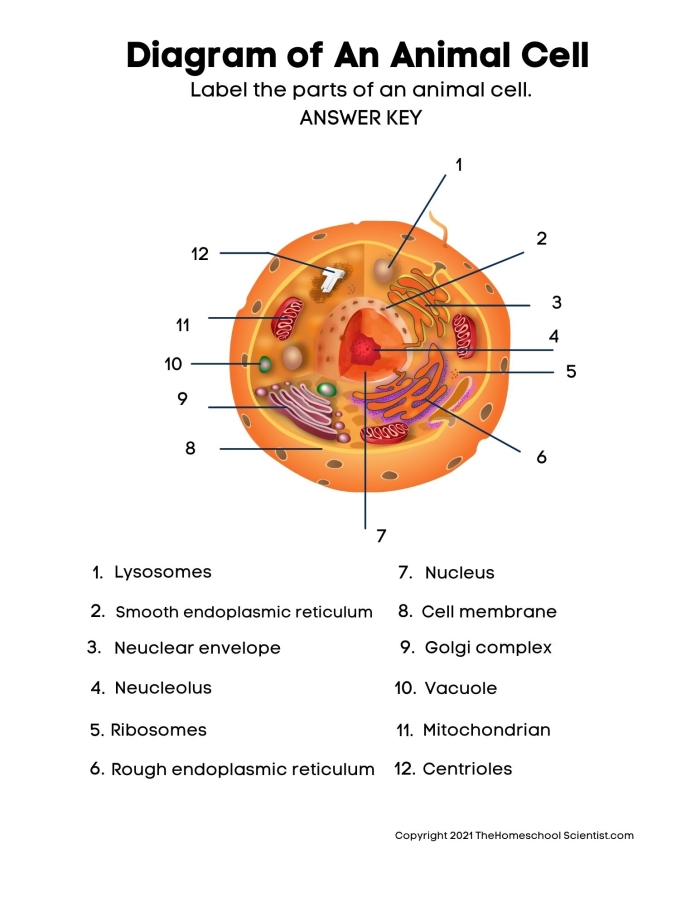 Diagram of an animal cell with internal organelles and structures highlighted for students to identify and label in a sixth grade science worksheet