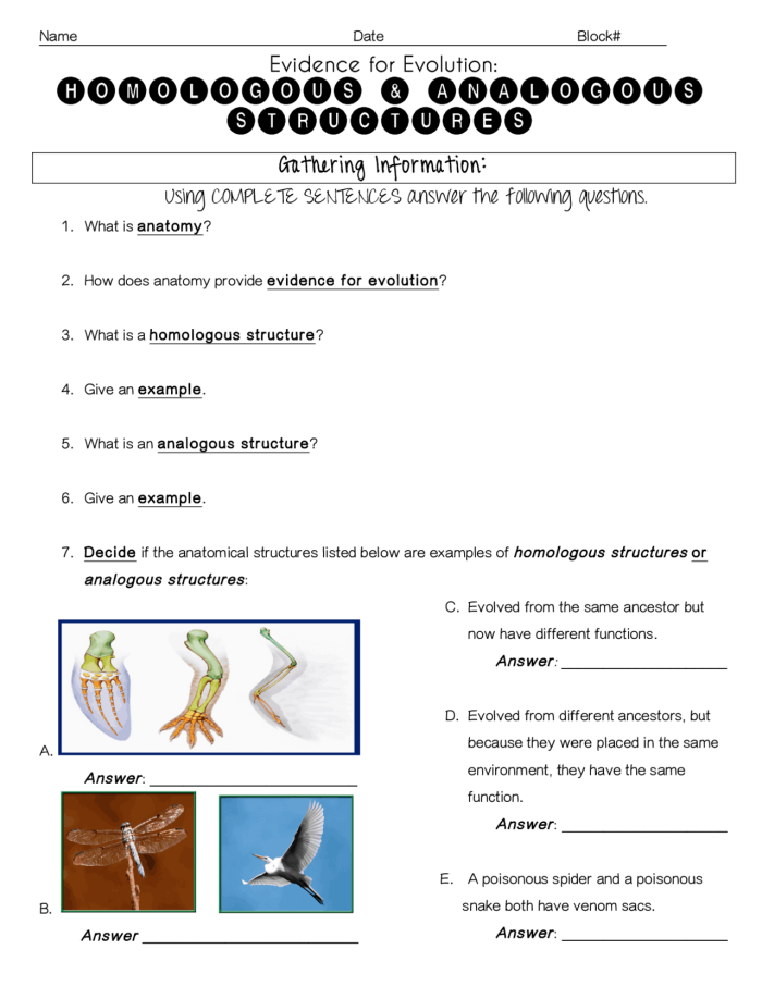 Diagram showing skeletal structures of different animal limbs with labeled bones highlighting similar patterns in human arms, bat wings, and whale flippers