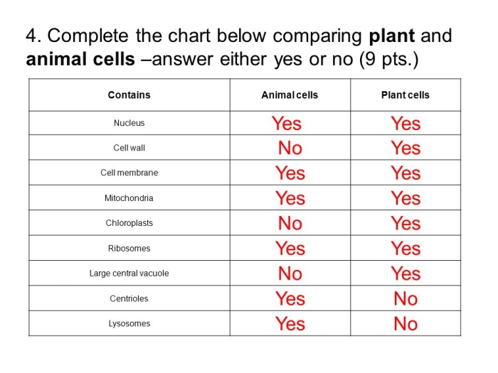 Animal Cells vs Plant Cells Worksheet Science Activity Four Sixth grade worksheet comparing the structural features of plant and animal cells