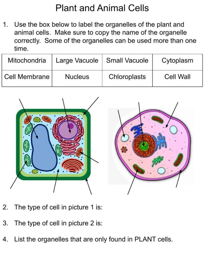 Animal Cells vs Plant Cells Comparison Worksheet 16 Sixth grade science worksheet comparing the structural features of animal cells and plant cells