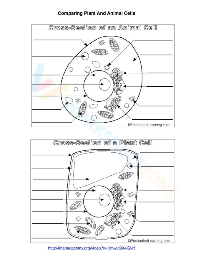 Animal Cells vs Plant Cells Worksheet 23 Sixth grade students comparing the structural differences between plant and animal cells on a life science worksheet