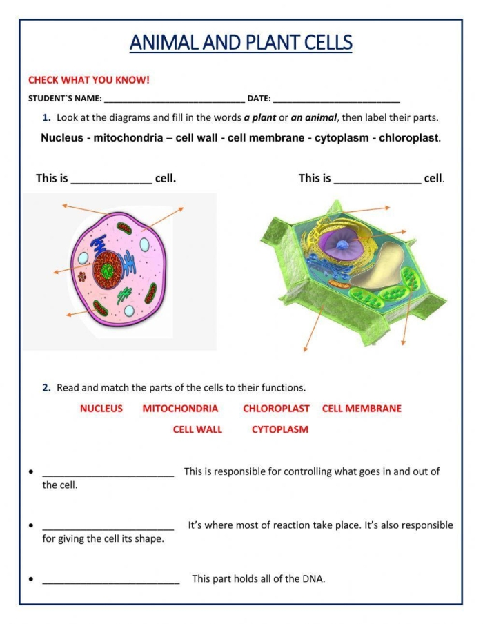 Animal Cells vs. Plant Cells educational worksheet for middle school students Diagram comparing animal cells and plant cells for a sixth-grade worksheet
