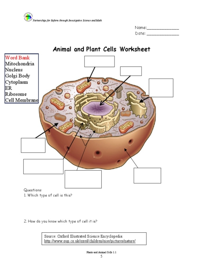 Animal and Plant Cells Comparison Worksheet for Middle School Life Science 20 Sixth grade science worksheet comparing the structures of plant and animal cells