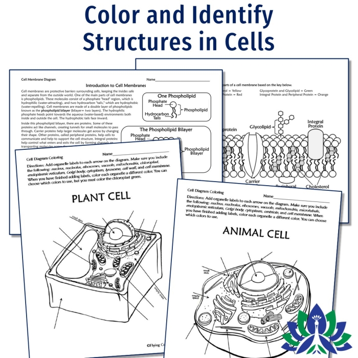 Diagram of cell organelles for sixth-grade biology students to explore their functions