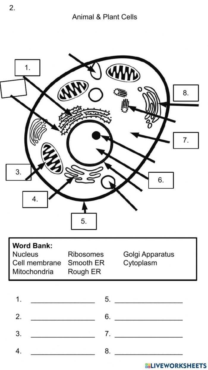 Diagram of a cell organelles worksheet designed for sixth graders to explore organelle functions