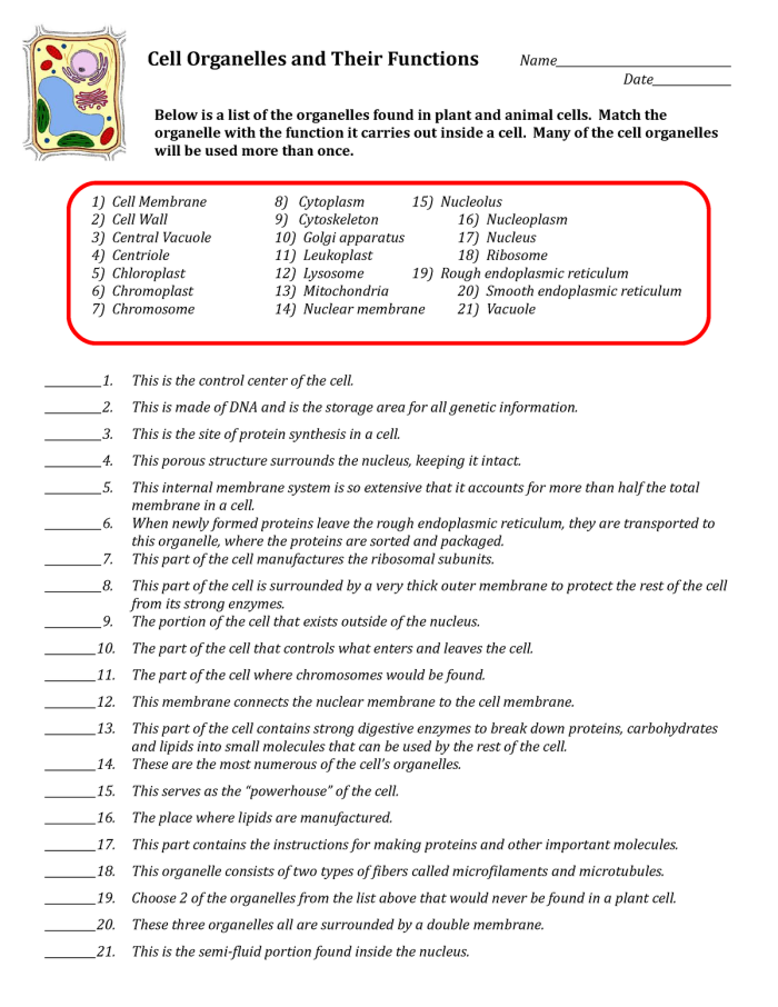 Diagram of a cell organelles worksheet designed for sixth graders to explore organelle functions